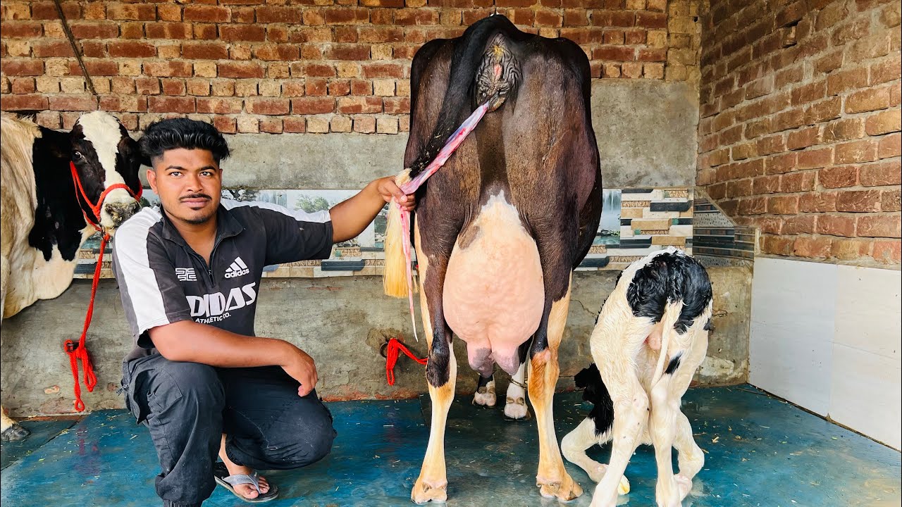 ਪਿੰਡ ਸੈਦੋਕੇ। ਇੱਕ ਤਾਜ਼ੀ ਸੂਈ ਗਾਂ 👌🏻🔥ਘੱਟ ਰੇਟ 😱🔥Bawa dairy farm 