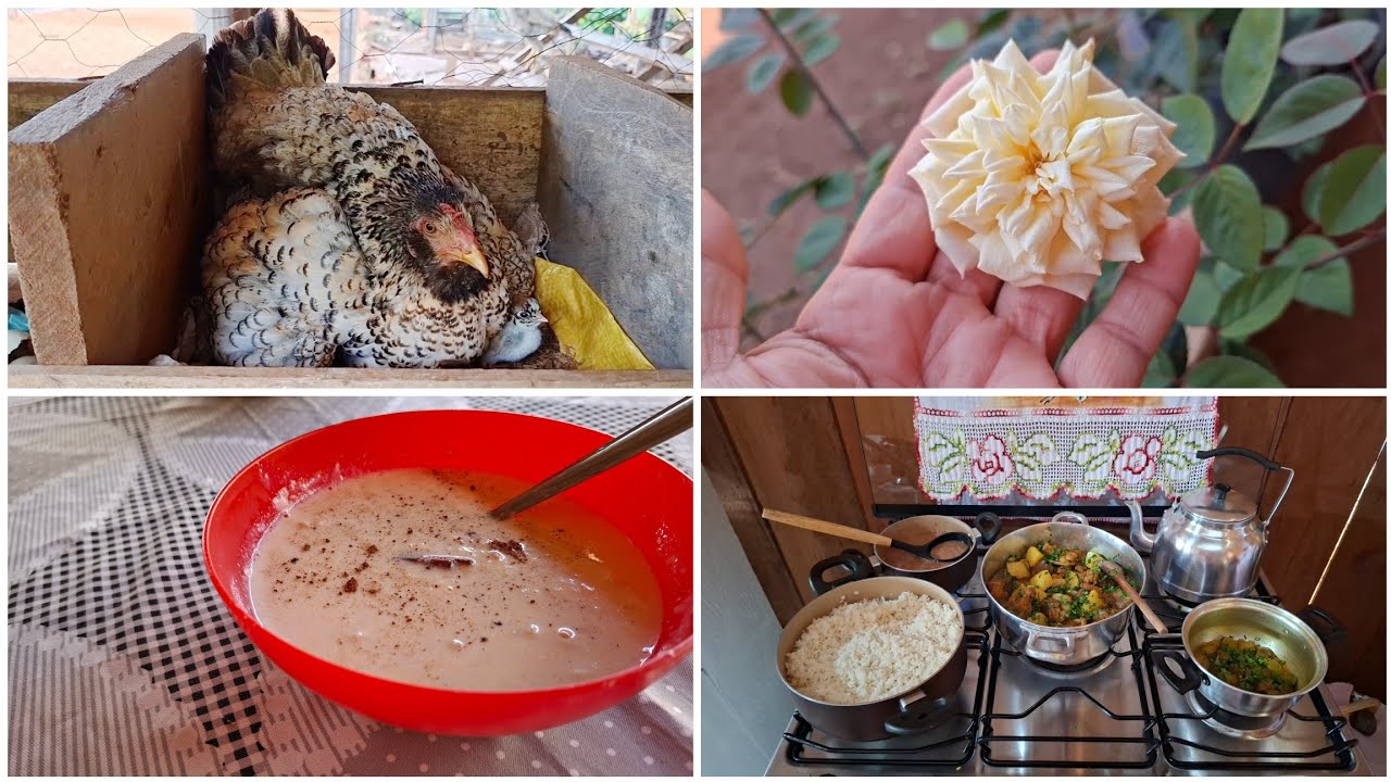 MAIS UMA NINHADA DE PINTINHOS+ FIZ CANJICA + MOSTREI MINHAS PLANTAS + FIZ ALMOÇO 