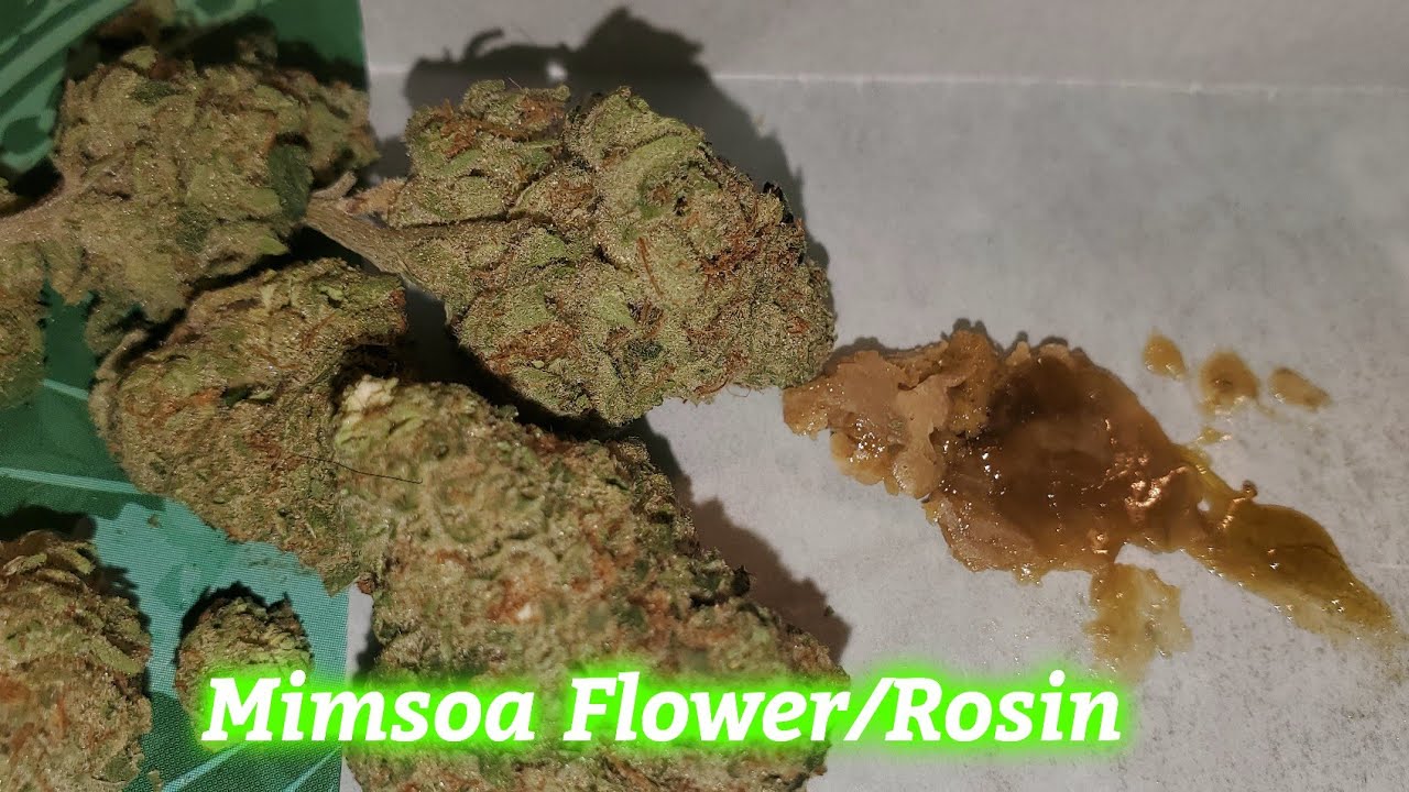 Mimosa Flower 🌼 review by Forward Gro &Yield return on an 8th Md Medical Cannabis