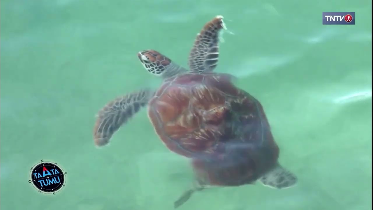 Reportage Taata Tumu Série Tortues marines & culture - Partie 2 diffusée le 03/10/2025 sur TNTV