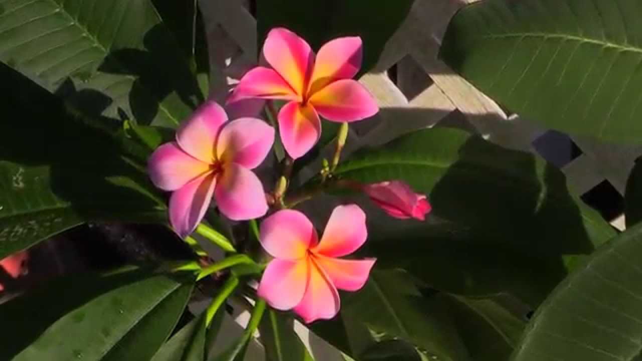 Sun Harbor Nursery - Plumeria 101 - Paradise Garden Tour
