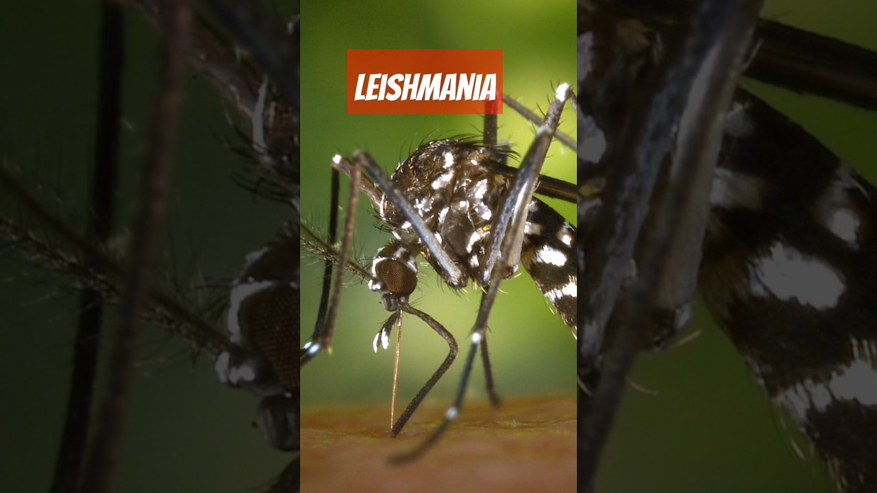 Flebotomos, mosquitos que transmiten la Leishmania #consejosveterinarios