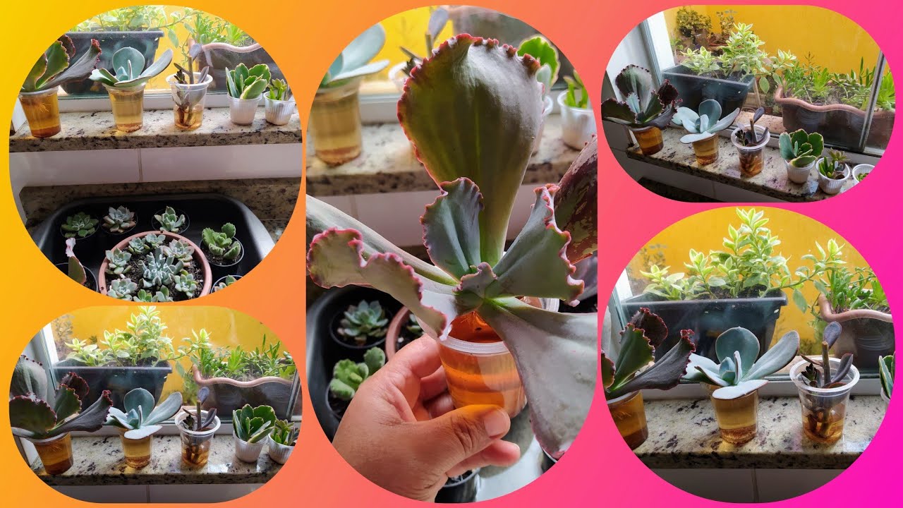 Dicas: Qual Local Ideal para Cultivar SUCULENTAS na Água com CANELA e no SUBSTRATO?.