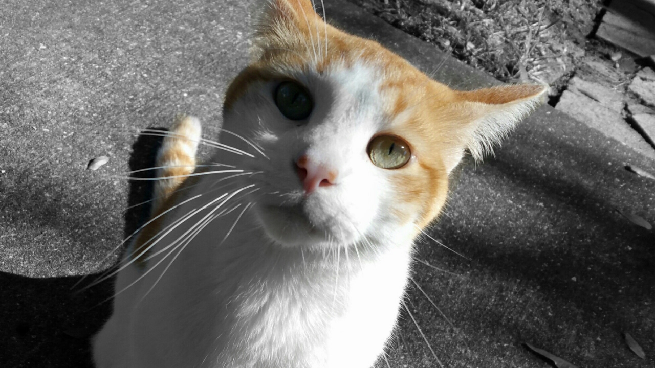 Friendliest homeless cat visits me everyday at work...