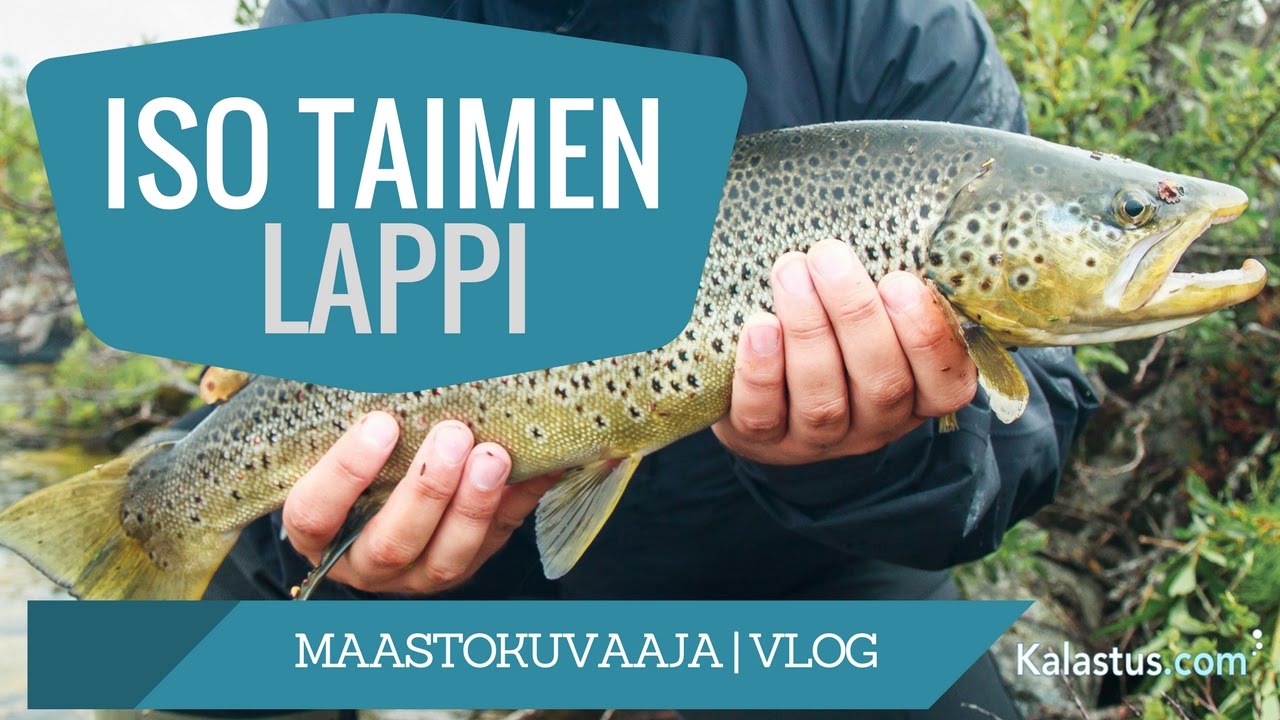 Taimenta rautujärveltä | Lapissa kalassa