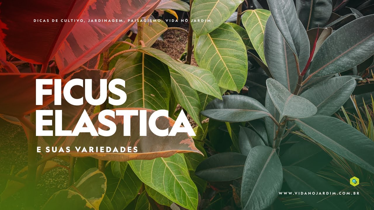 FICUS ELASTICA e suas variedades