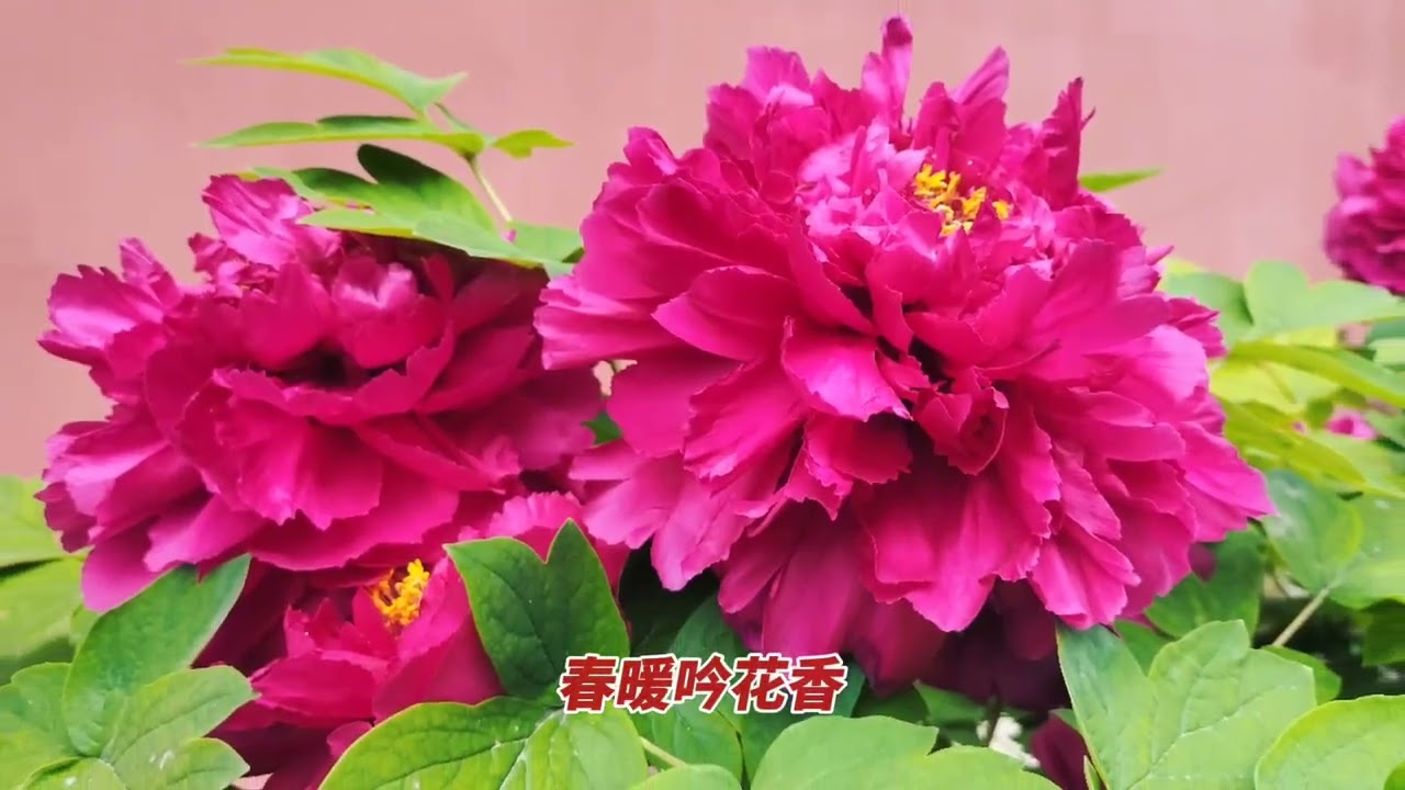 王欢《春暖花香》清晨推开窗 拥抱春姑娘 一声哇塞 春暖花开