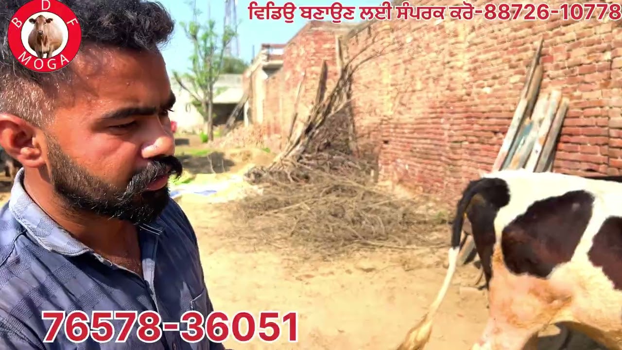 1 ਗੱਬਣ ਪਾਸ ਵੱਛੀ-1 ਖਾਲੀ ਵੱਛੀ ਵਿਕਾਉ-2 heifer for sale #brardairyfarmmoga 