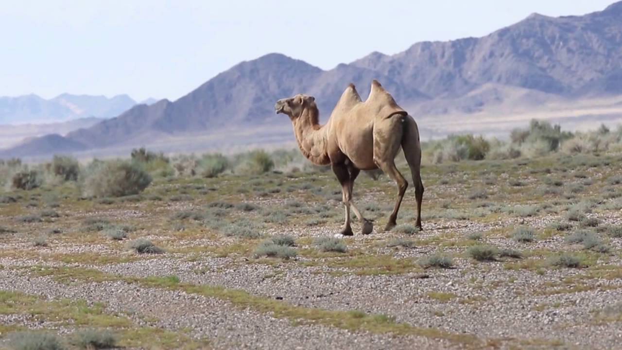 Wild Bactrian Camel, Mongolia