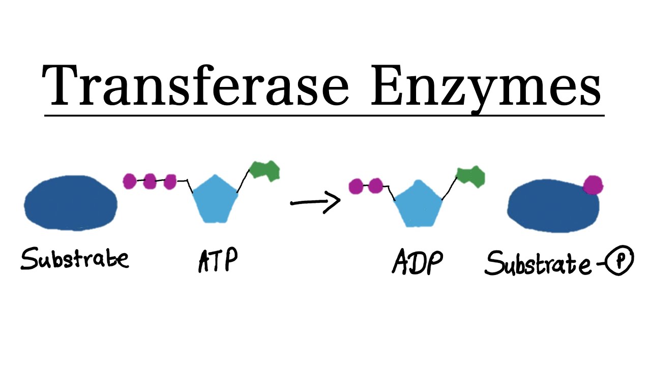 What are Transferase enzymes? | MCAT Biochemistry