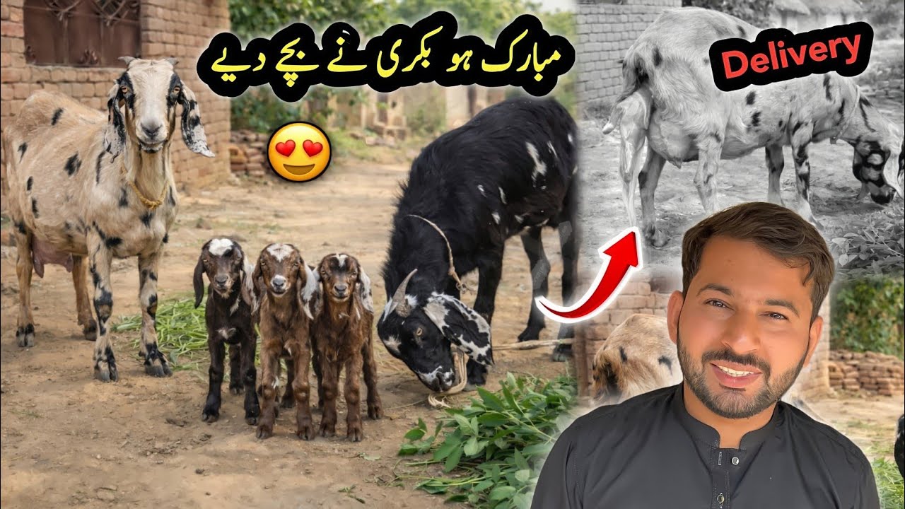 Mubarak Ho 😍 Hmari Bakri Ne Bachyy Diye 🙏 | Village Life Vlog | Shazyy Vlog 