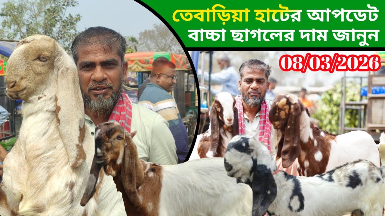 তেবাড়িয়া হাটের আজকের আপডেট বাচ্চা ছাগলের দাম জানুন 8 March 2026 Goat price in Bangladesh 