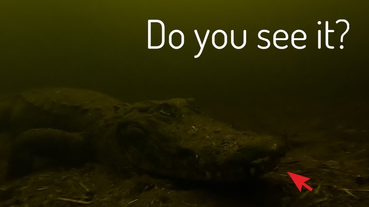 MURKY WATER DIVING - WILD MONSTER ALLIGATOR! *DANGEROUS*