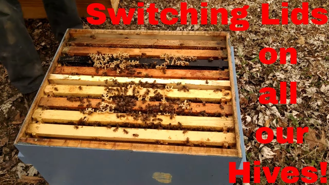 🔵New lid design and checking in on the TDN hives