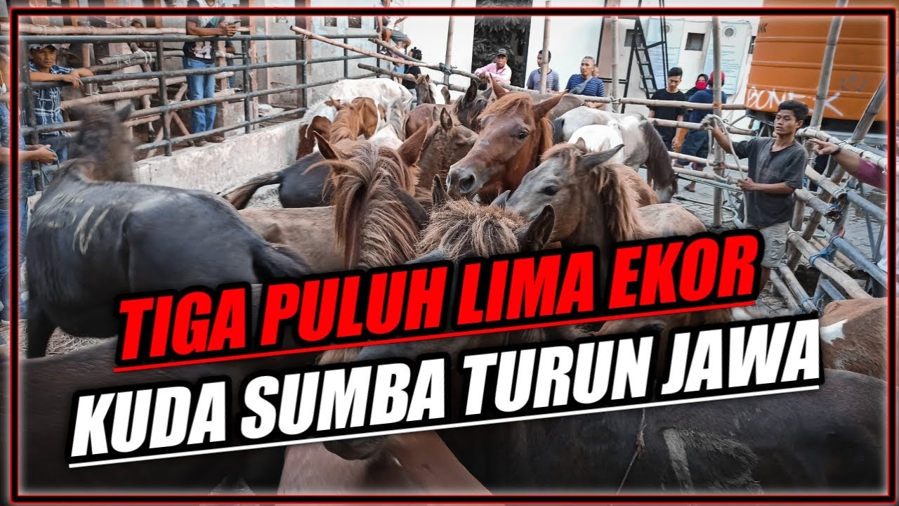 Proses Datangnya KUDA SUMBA Di Pelabuhan Perak Surabaya MARET 2021