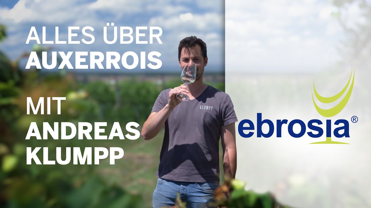 Alles &uuml;ber Auxerrois  - R&uuml;diger Kleinke zu Gast bei Weingut Klumpp | ebrosia-Weinwissen
