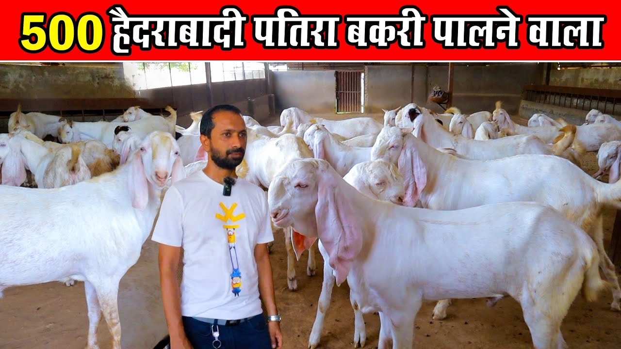 500 हैदराबादी पतिरा बकरी पालने वाला। 500 Hyderabadi Patira Bakri Palane wala।।Mashaallh Goat Farm।