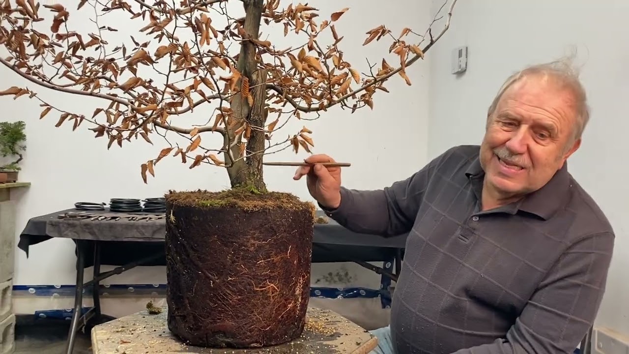 Forgotten American hornbeam from nursery turned into a bonsai