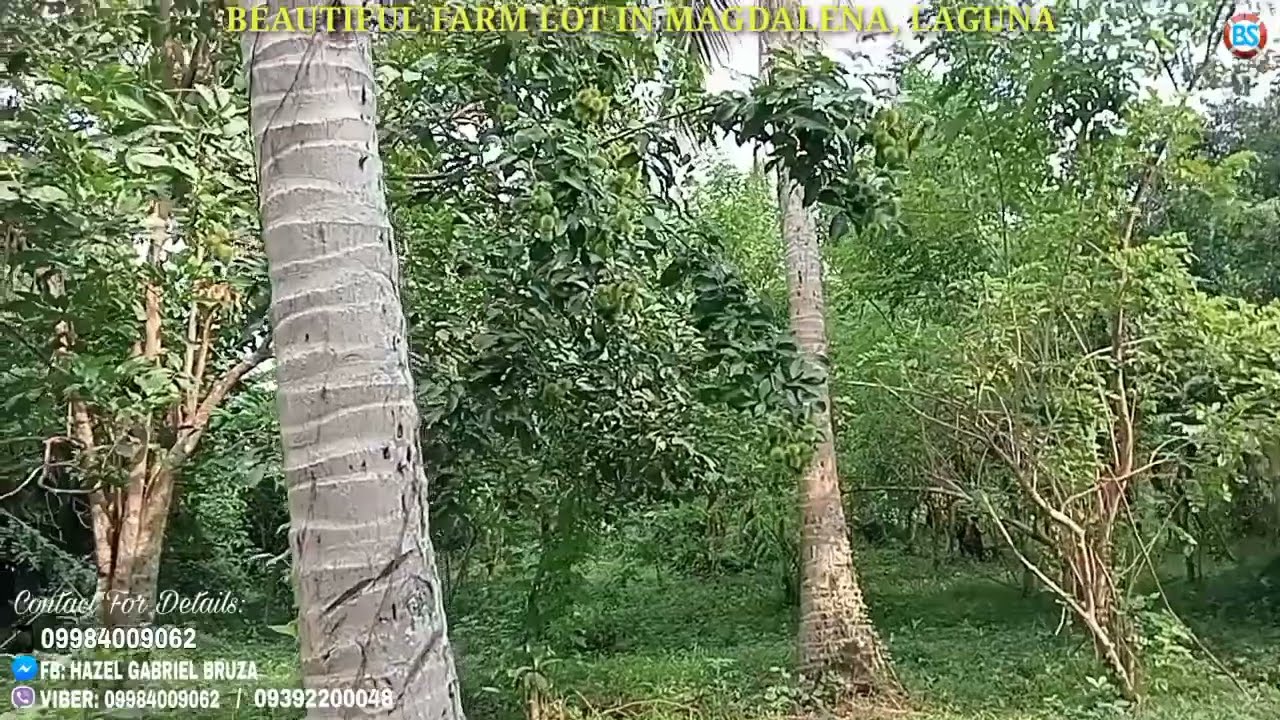(P# 436) 300 lang per sqm Farm na puno ng prutas 1.7 hectares sa Magdalena, Laguna for sale