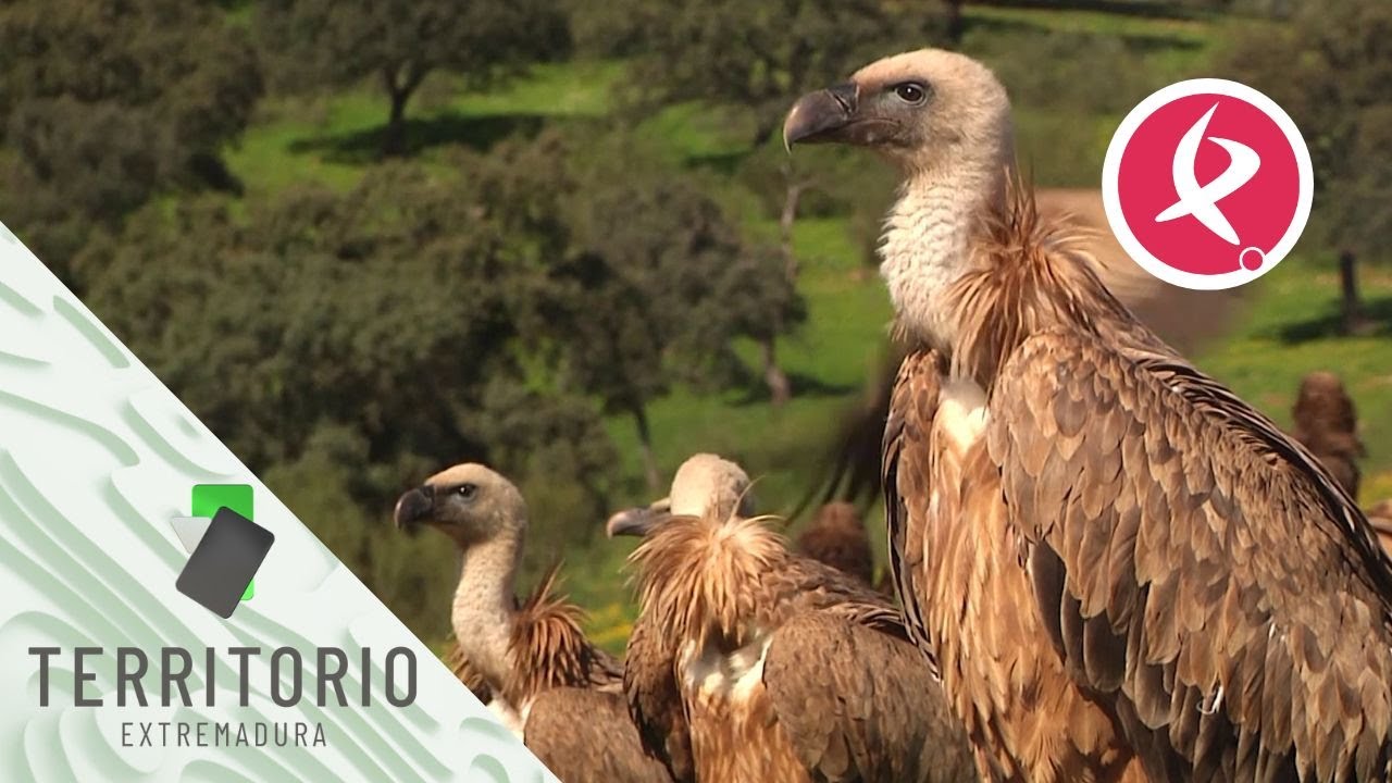 Fotografiando las aves m&aacute;s emblem&aacute;ticas del Parque Nacional de Monfrag&uuml;e | Territorio Extremadura