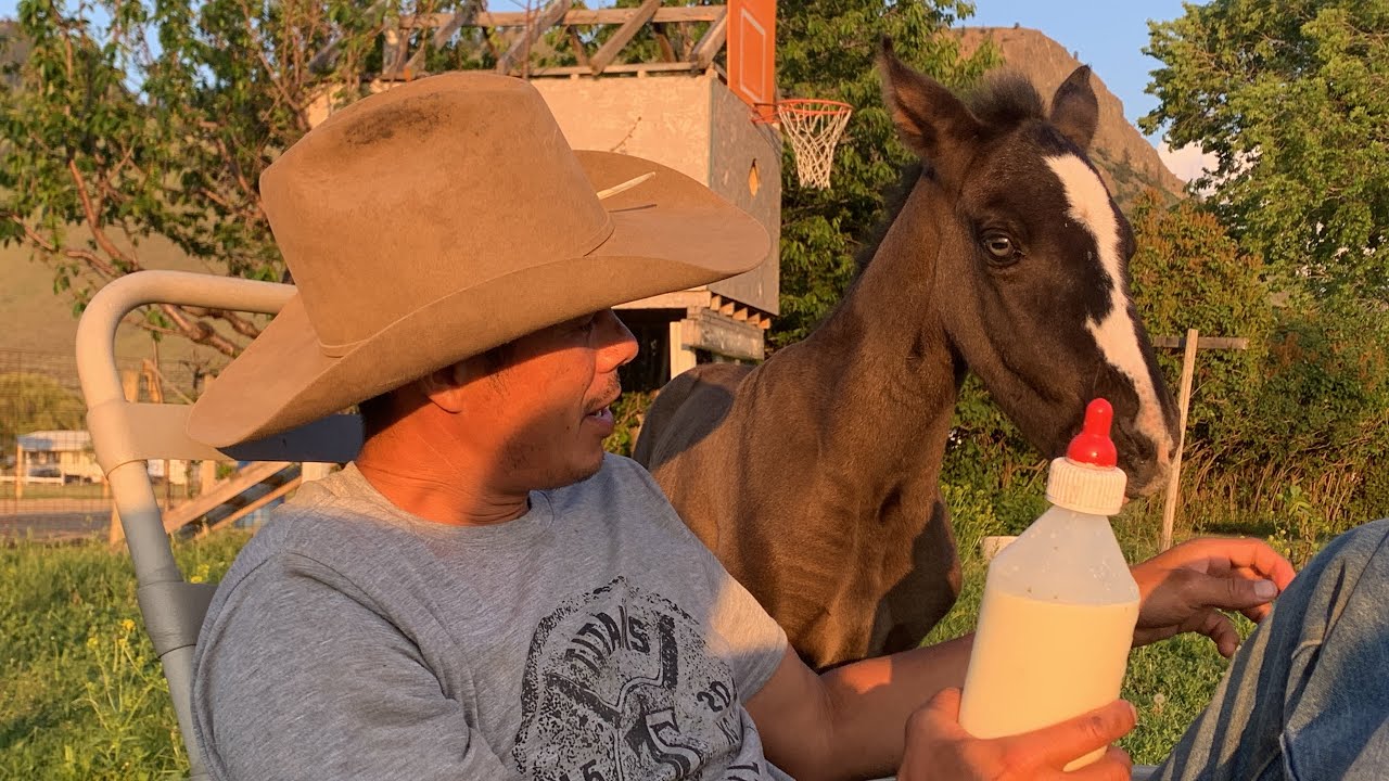 Vet appointment results for this feral foal - Camilleshorsemanship
