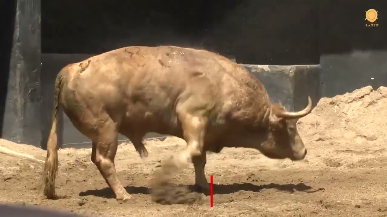 Toros Sevilla hoy 2 de mayo 2025