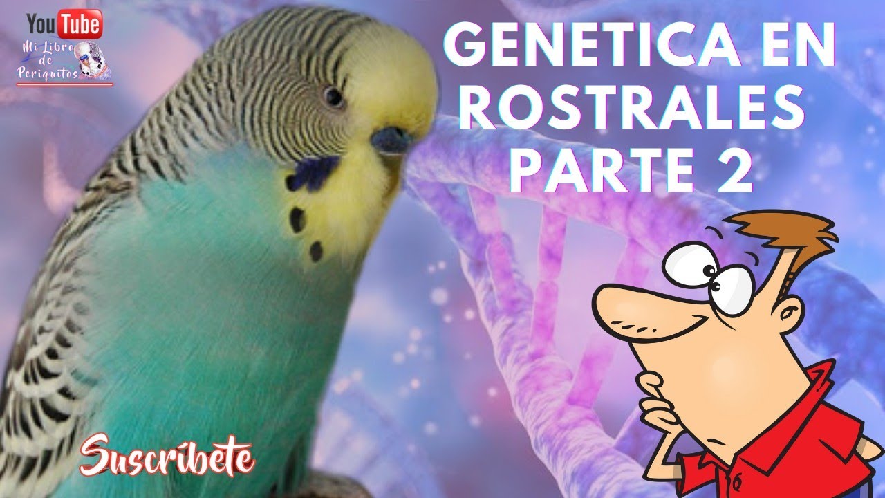 Genética en Periquitos Rostrales parte 2️⃣ Yellowface