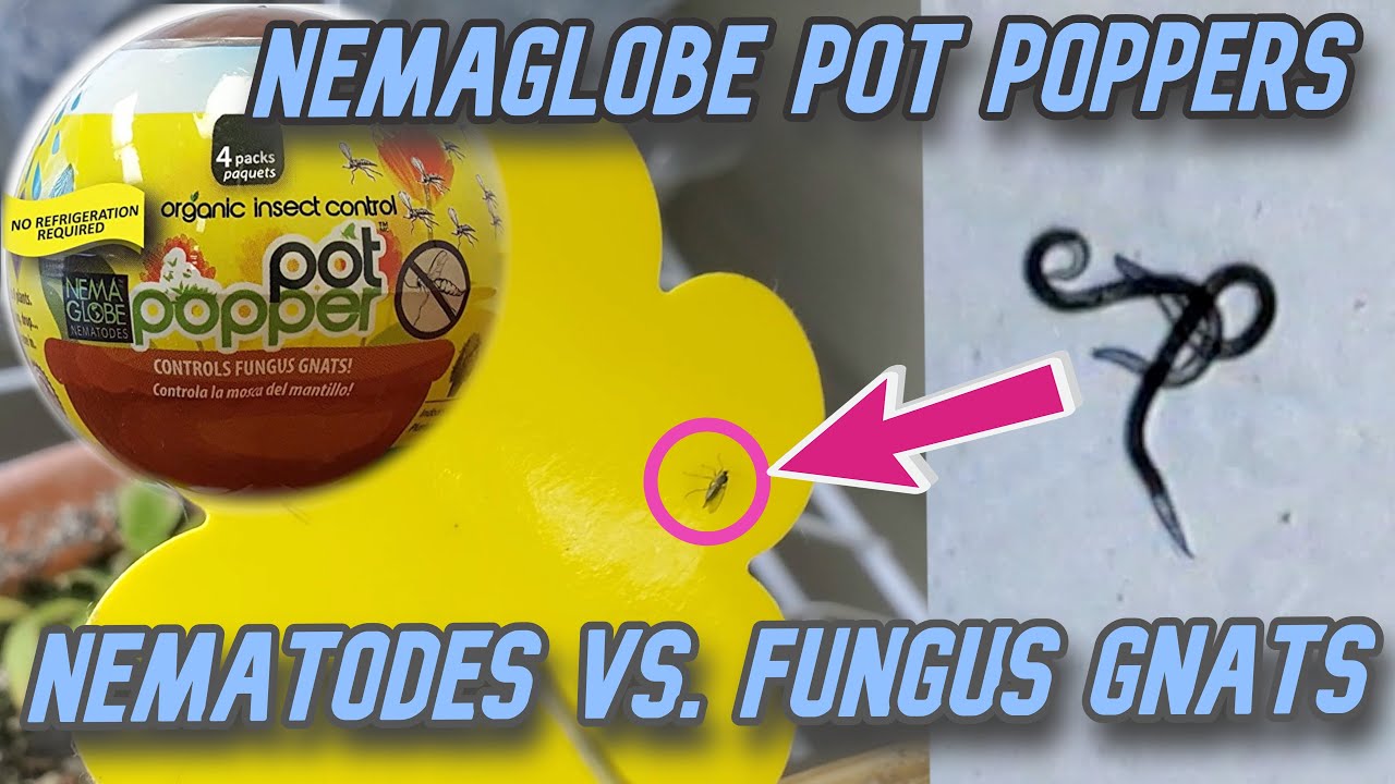 Microscopic analysis of Pot Poppers Nematodes for getting rid of fungus gnats. Product review