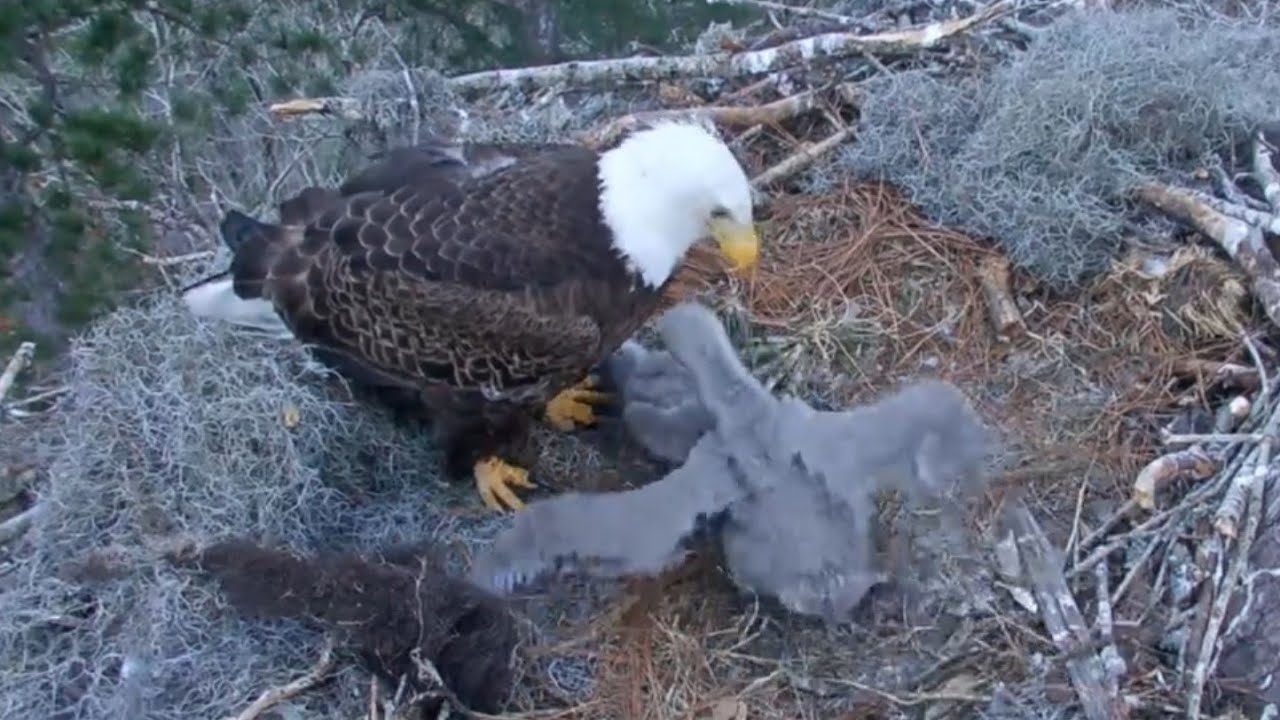 Anna II up and Big eaglet quickly bonk small eaglet | Kisatchie National Forest E-1 | Feb 14, 26