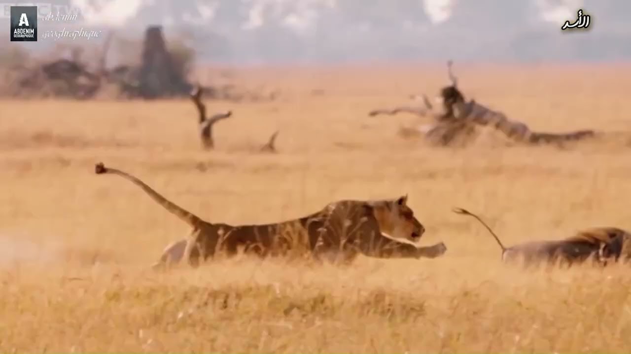 سباق البقاء :