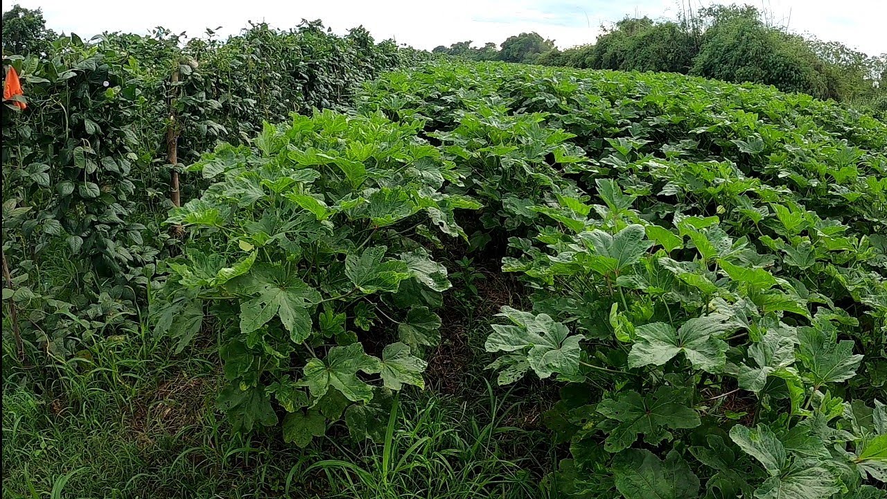 MAGKANO KITA SA 3 KILO BUTO SITAW AT 1 KILO BUTO NG OKRA
