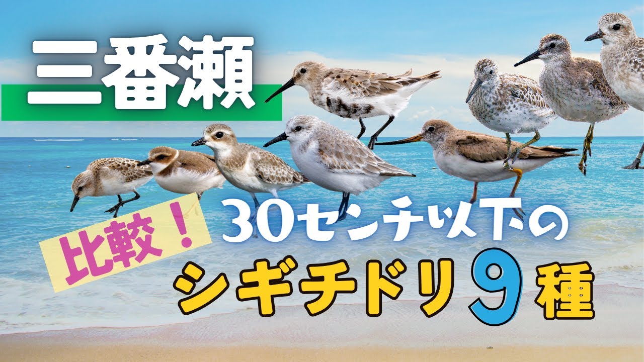 【野鳥観察】小さなシギチドリ大集合！｜秋のふなばし三番瀬で見つけた9種の渡り鳥