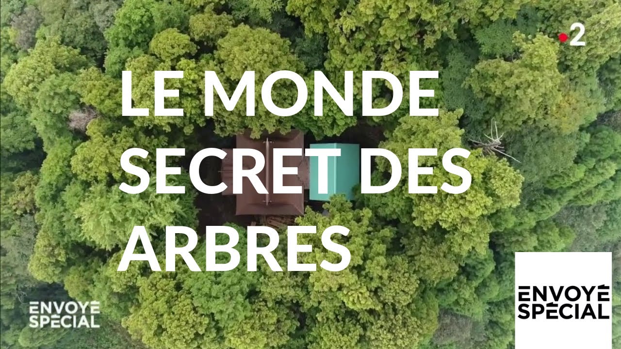 Envoyé spécial. Le monde secret des arbres - 7 mars 2019 (France 2)