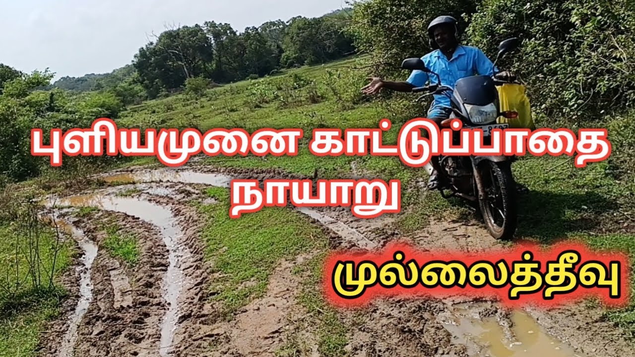 🌳நாயாறு புளியமுனை காட்டுப்பாதை /Nayaru Puliyamunai Road