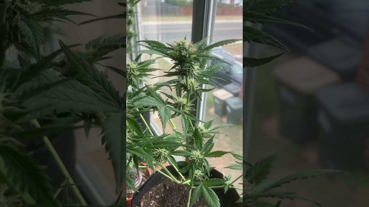 2 Gelato Auto Flowers