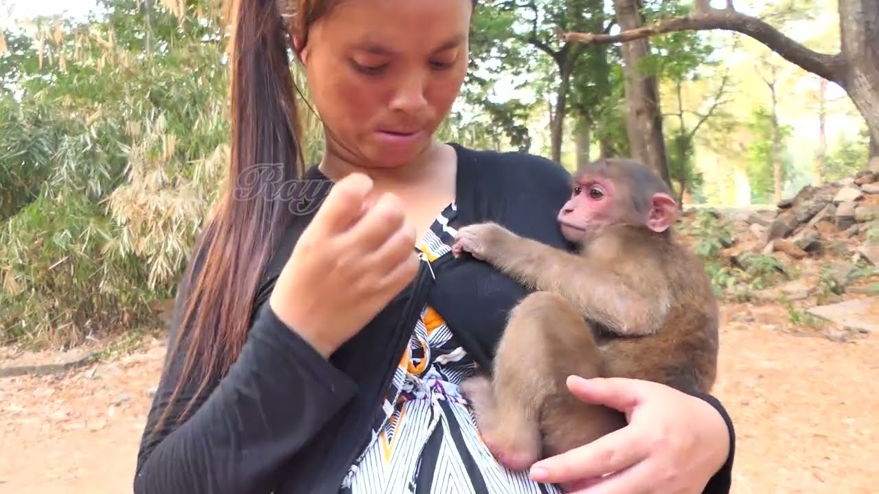 Heartbreaking Reaction Abandoned Stumptail Baloo Cries for Mom KT&mdash;Watch Him Beg for Protection!