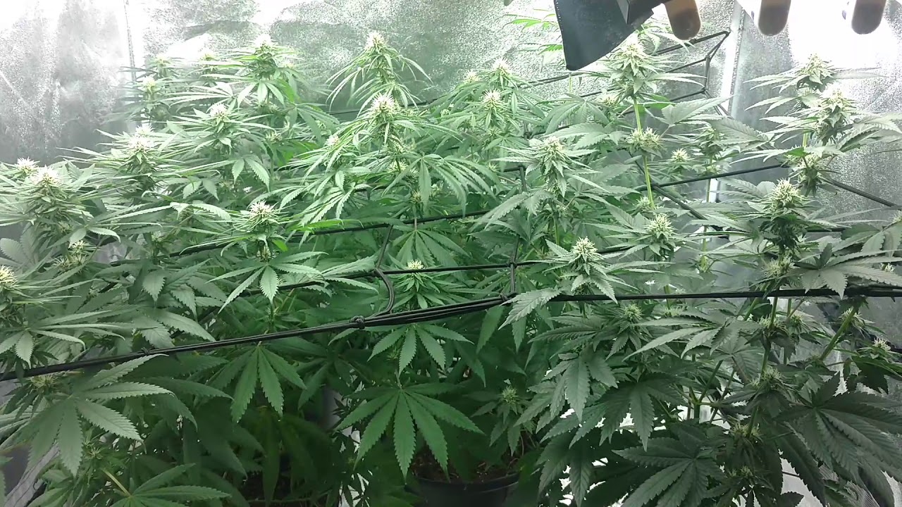 4th week of flower marijuana t5 budding