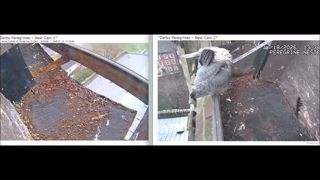 Derby Peregrines Brief bonding 