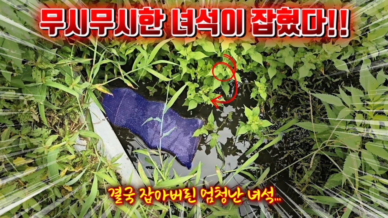 우리나라 논을 위협하는 녀석! 당장 잡아서 맛있게 먹어보자