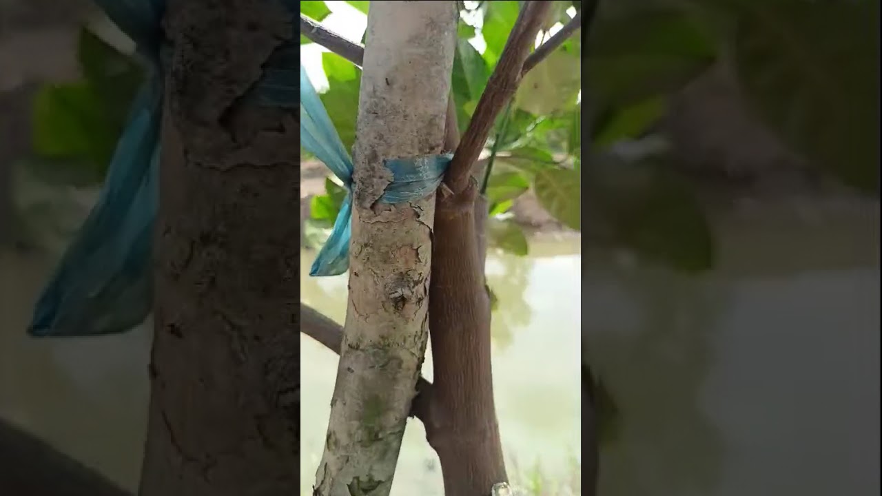 Vườn mít 6 tháng tuổi của anh Triệu tại Tháp Mười, Đồng Tháp xài phân bón hiệu Con Lười F35