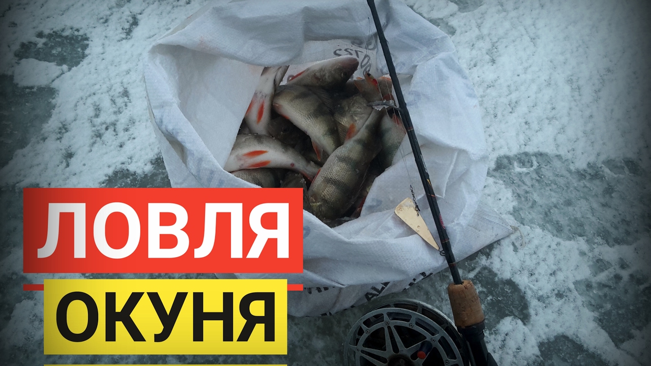 ЧТО такое ПЯРНУСКИЙ КОМБАЙН? ♦ КАК поймать МЕШОК ОКУНЯ? ♦ Ahvenapüük PÄRNU KOMBAINIGA