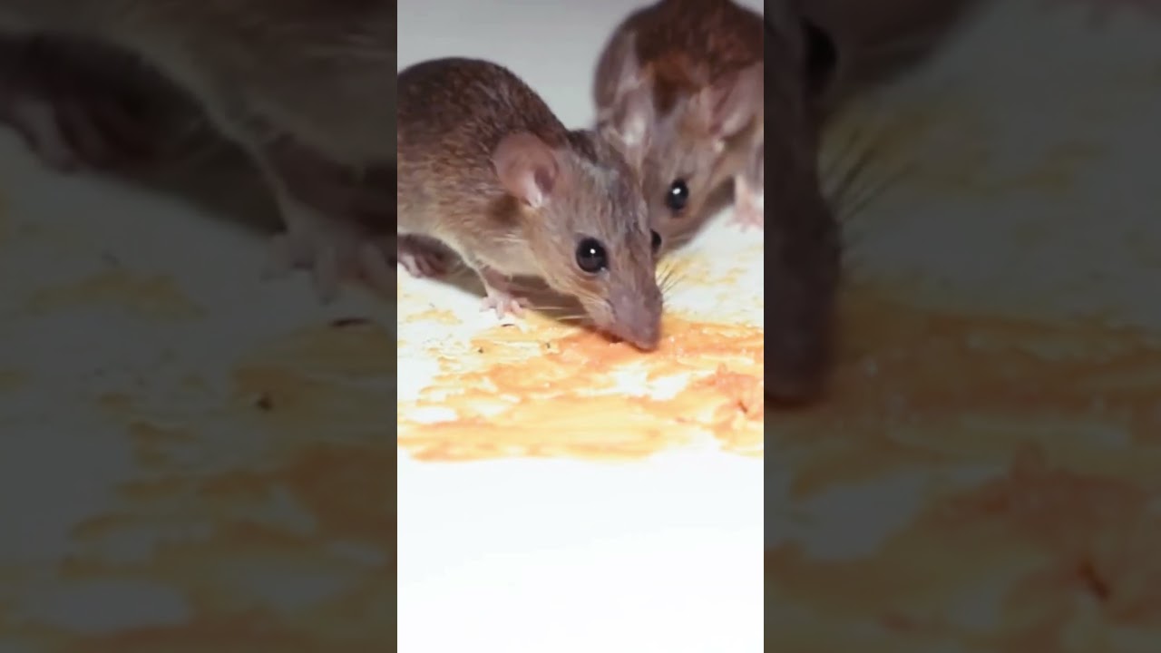 Cat TV - Mouse Video for Cats to Watch #shorts #cattv