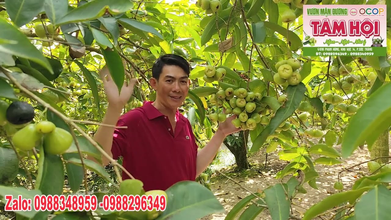 THU HOẠCH MẬN XANH ĐƯỜNG SÓC TRĂNG ĐÚNG DỊP ĐƯA ÔNG TÁO VỀ TRỜI - VƯỜN MẬN NHÀ ÔNG TÁM - ĐẶC SẢN