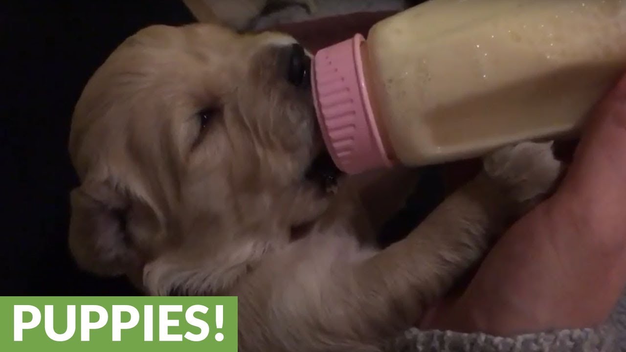 Bottle feeding 2-week-old Golden Retriever puppy