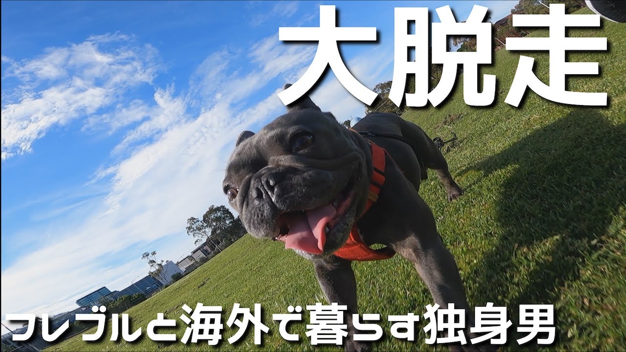 犬が家から本気で逃走…（泣）フレンチブルドッグ大脱走事件