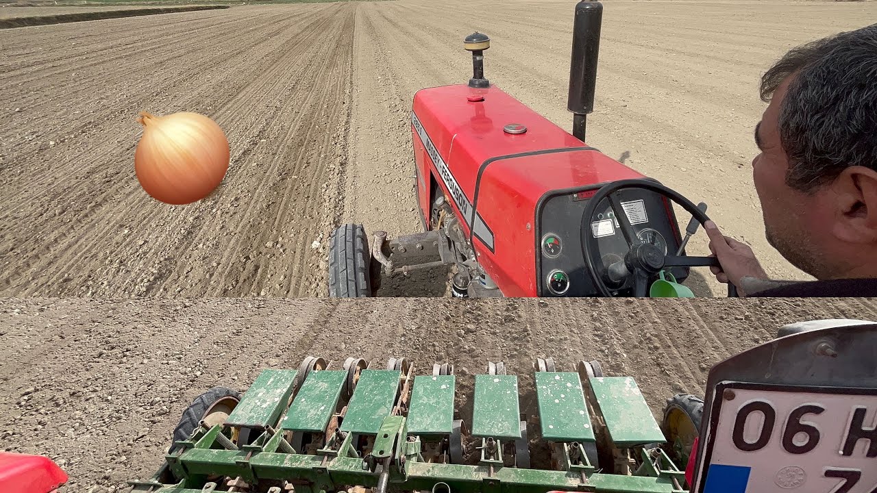 Kışlık soğan ekimi! Massey 285s ile soğanlarımızı ektik.🧅