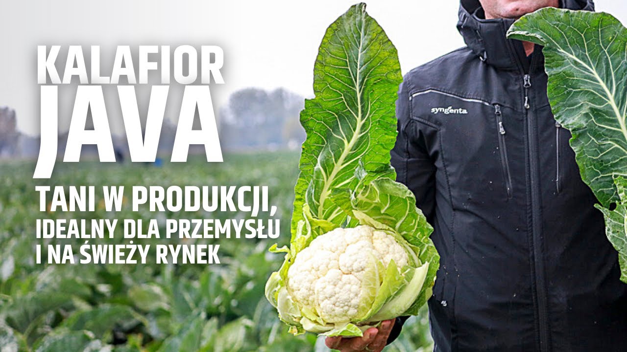 Java kalafior tani w produkcji, idealny dla przemysłu i na świeży rynek