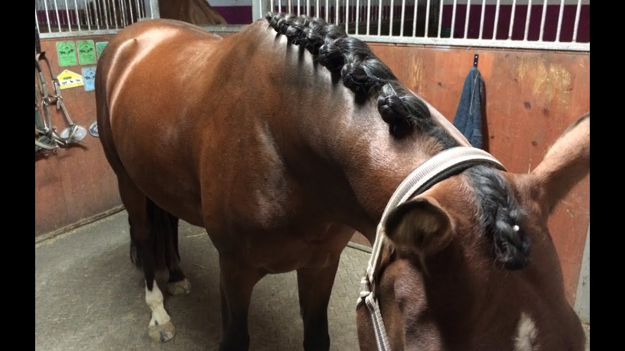 How to plait in 10 minutes I Effizienter Mähne einflechten I www.reitpony.ch