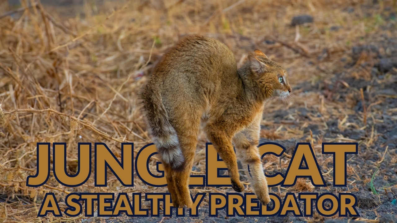Jungle Cat - A Stealthy Predator | Felis chaus | Reed Car | Swamp cat