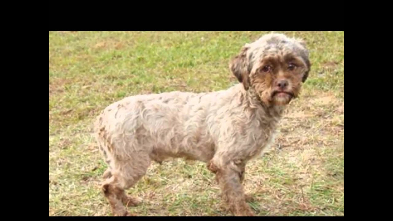 Meet Tonik, the Dog with a Human-Like Face